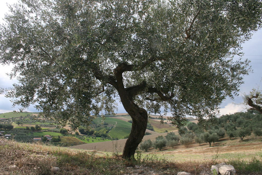 Agriturismo Cignale Penne ภายนอก รูปภาพ